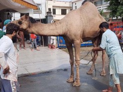 Big camel qurbani B3 main road