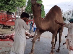 Latest camel qurbani 2020 B3
