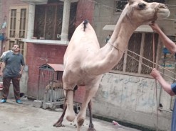 Camel Qurbani 2020 bakhtewala gujranwala