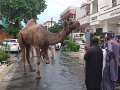 Camel qurbani 2020 in A1 wapda town