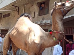 Camel Qurbani 2020 gujranwala bakhtewala