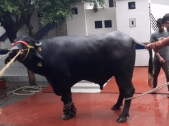 buffalo qurbani in wapda town gujranwala 2020