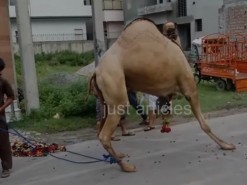 strong camel qurbani 2018 wapda town gujranwala