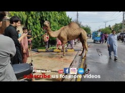Great camel qurbani 2020 gujranwala