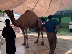 very big camel qurbani 2020 gujranwala