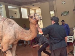 camel qurbani in wapda town house