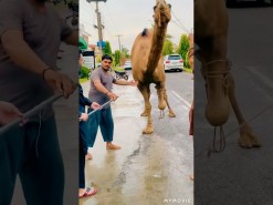 Camel Qurbani video on Eid Al Adha 2020 Dangerous camel