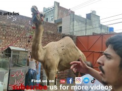 nakail toot gai camel qurbani 2021 gujranwala PART 2