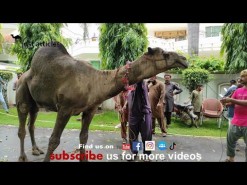 black camel qurbani 2021 wapda town Part 2