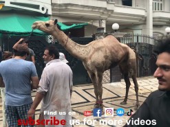 camel qurbani 2021 in A2 wapda town Part 2