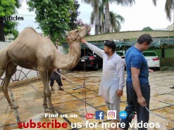 latest camel qurbani 2021 with PK run mureed Part 2