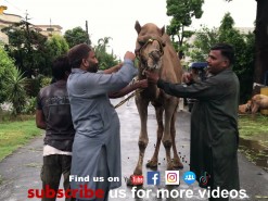 eid 2021 1st day camel qurbani Part 2