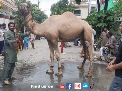 camel qurbani 2021 in c2 wapda town