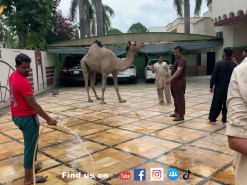 beautiful camel 2021 wapda town