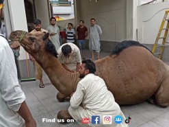 camel qurbani 2021 in b3 gujranwala