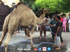 camel qurbani