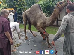beautiful black camel qurbani 2021 gujranwala
