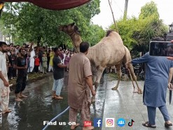 biggest camel qurbani 2021 wapda town