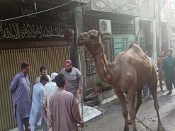 latest camel 2021 in city gujranwala