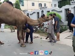 camel qurbani 2022 B2 2nd day