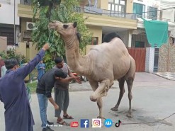 very big camel qurbani B2 2022