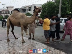 camel qurbani 2022 C1 wapda town