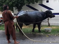 buffalo qurbani 2022