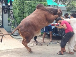 very big brown cow qurbani 2022