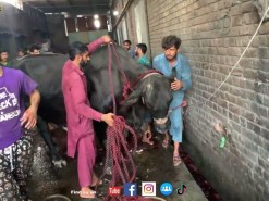 very big cow qurbani 2022 in gujranwala