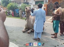 camel qurbani 2022 almarjan road gujranwala