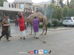 camel qurbani 2022 main road A1 gujranwala