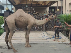 camel qurbani B2 behind main park 2022