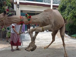small camel qurbani 2022 gujranwala