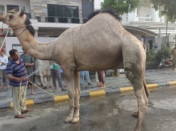 beautiful heavy camel qurbani 2022 wapda town