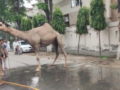 heavy camel qurbani in gujranwala 2022