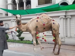 camel qurbani 2022 b3 wapda town