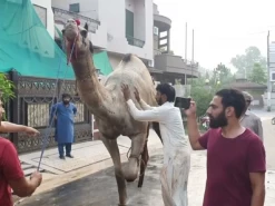 beautiful heavy camel qurbani A1 block