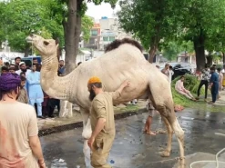 beautiful camel qurbani 2022 A1