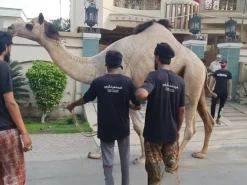 beautiful camel qurbani 2022 wapda town