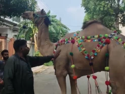 camel qurbani B2 2022 wapda town
