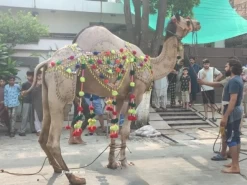 latest camel qurbani in B3 Gujranwala 2022