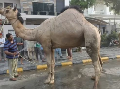 huge camel qurbani 2022 in wapda town