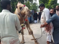 camel qurbani main road last eid