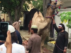 camel qurbani 2021 in A2 block wapda town