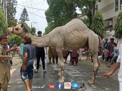 heavy and beautiful camel qurbani A1