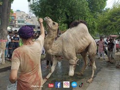 heavy camel qurbani 2022 A2 main road