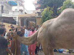 qurbani of camel main road 2022