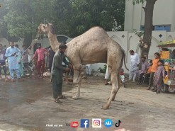 beautiful camel qurbani A1 2022 near Masjid