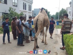 master city gujranwala camel qurbani 2022