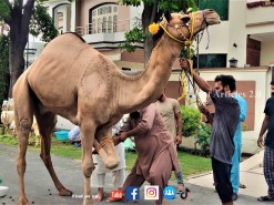 Camel Qurbani On Eid By Topi Wala Qasai